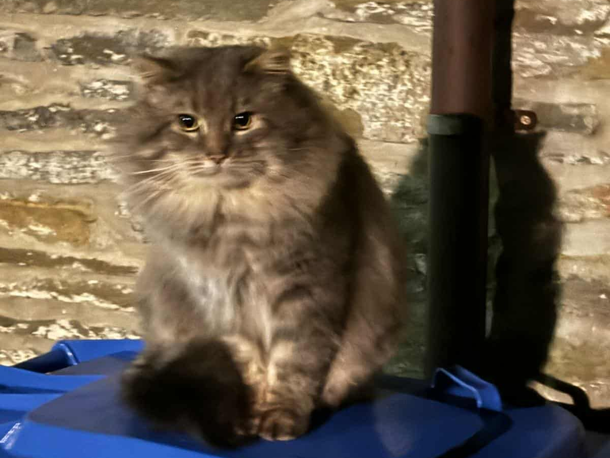 Laurie Terrace, Thurso