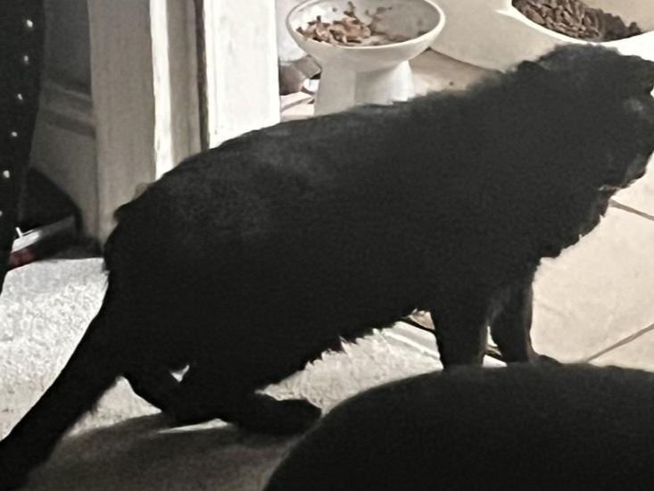 F394 - black male - DERBY