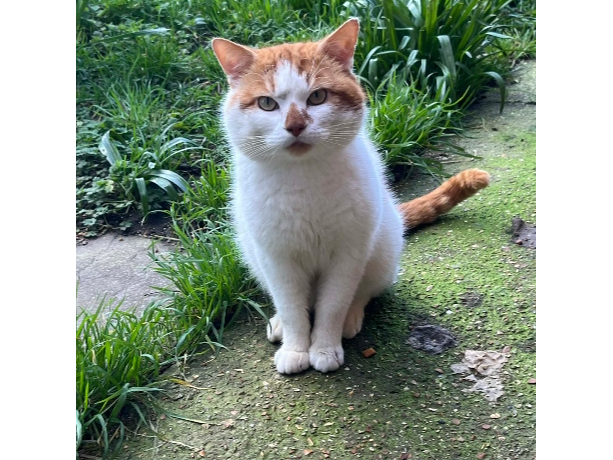 Found 2026.011 - gardens of Queens Road and Blake Road, Gosport
