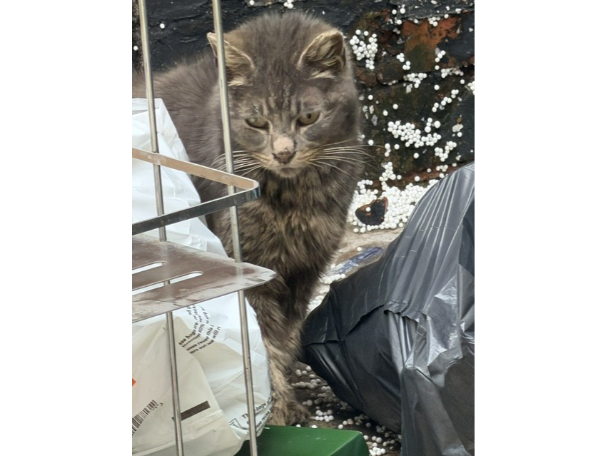 F395 - grey cat - DERBY