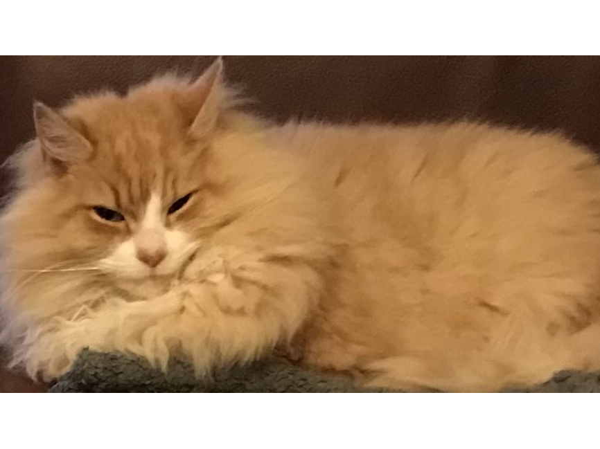 F396 - ginger & white - STENSON FIELDS