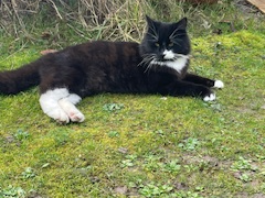 Black/white long hair, Burwell