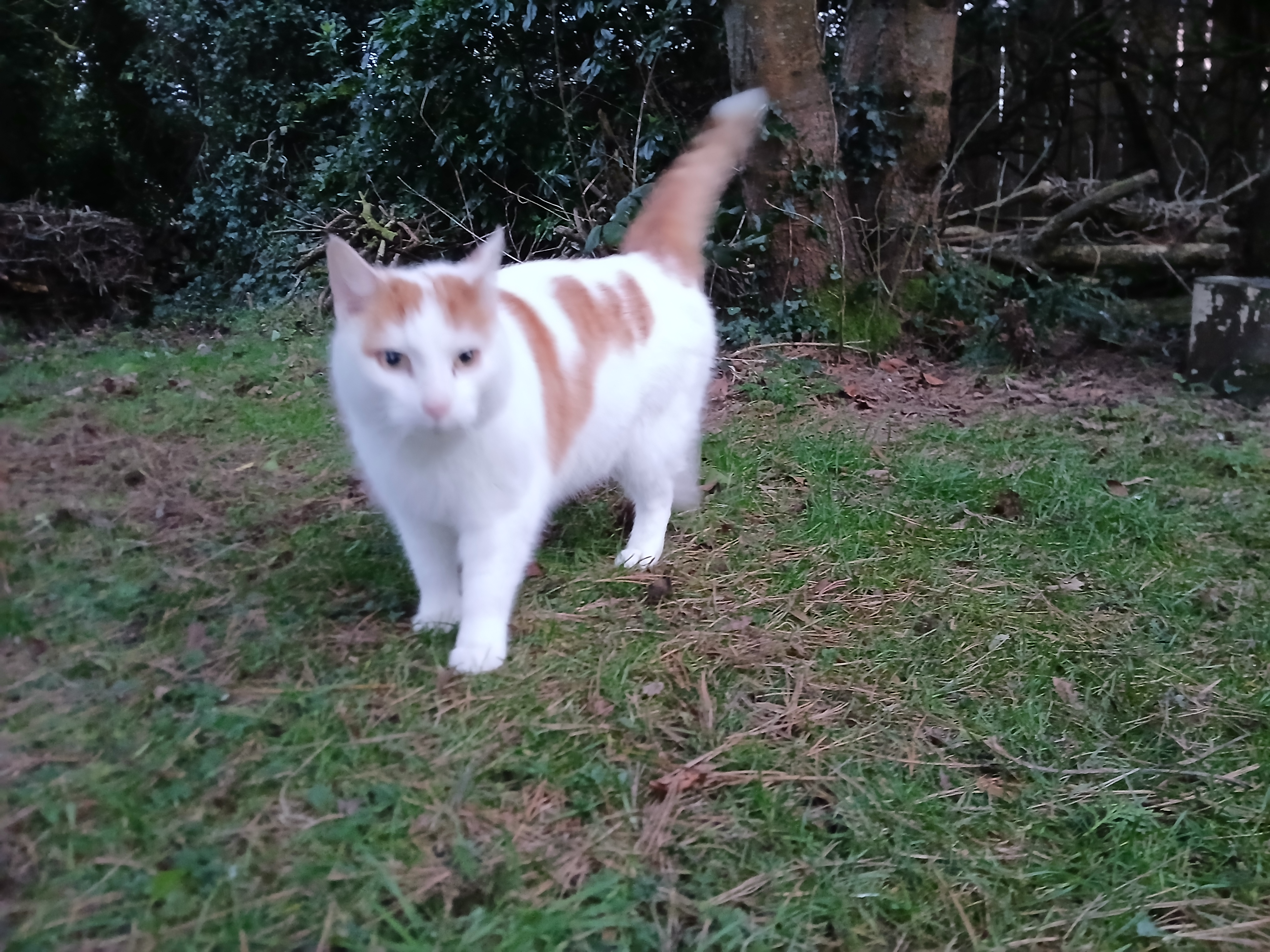 Found Cat - Coleraine