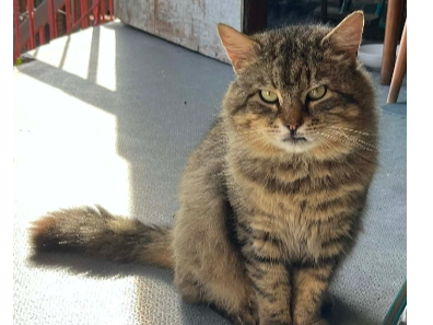 Found 2026.015 - Mariners Way, off Dolman Road, Gosport