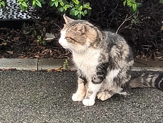 Found 2026.014  Barrington Close, nr Alver Garden Centre, Gosport