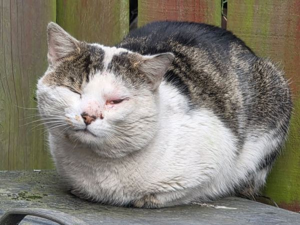 Cat found in Hebburn
