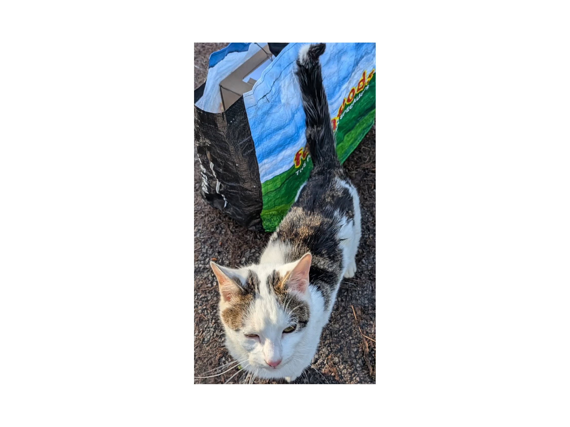 F400 - tabby & white male - ALVASTON