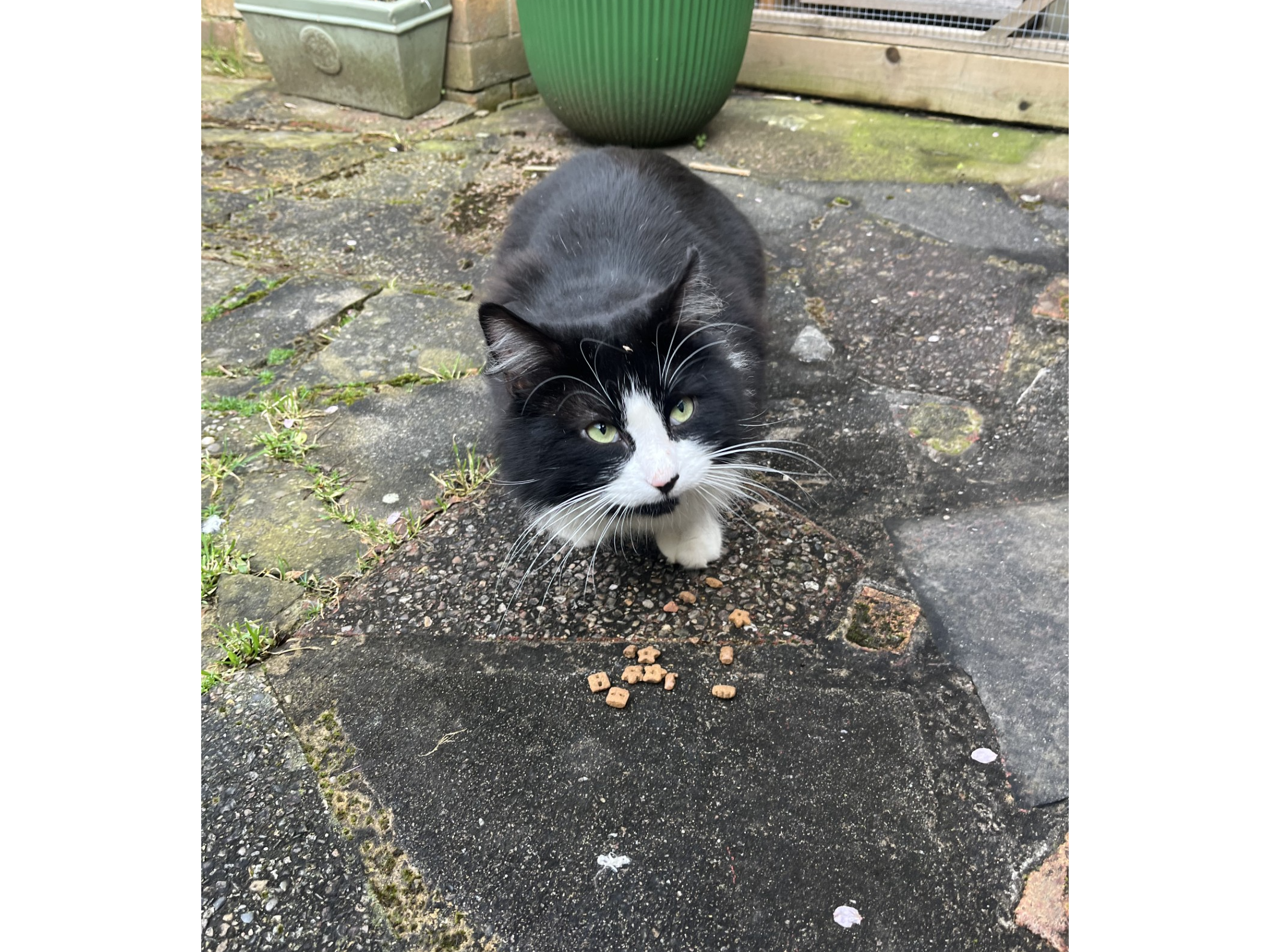 F401 - black & white male - SPONDON