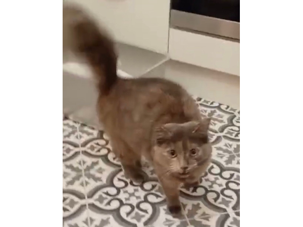 Found cat near Ryton, NE40