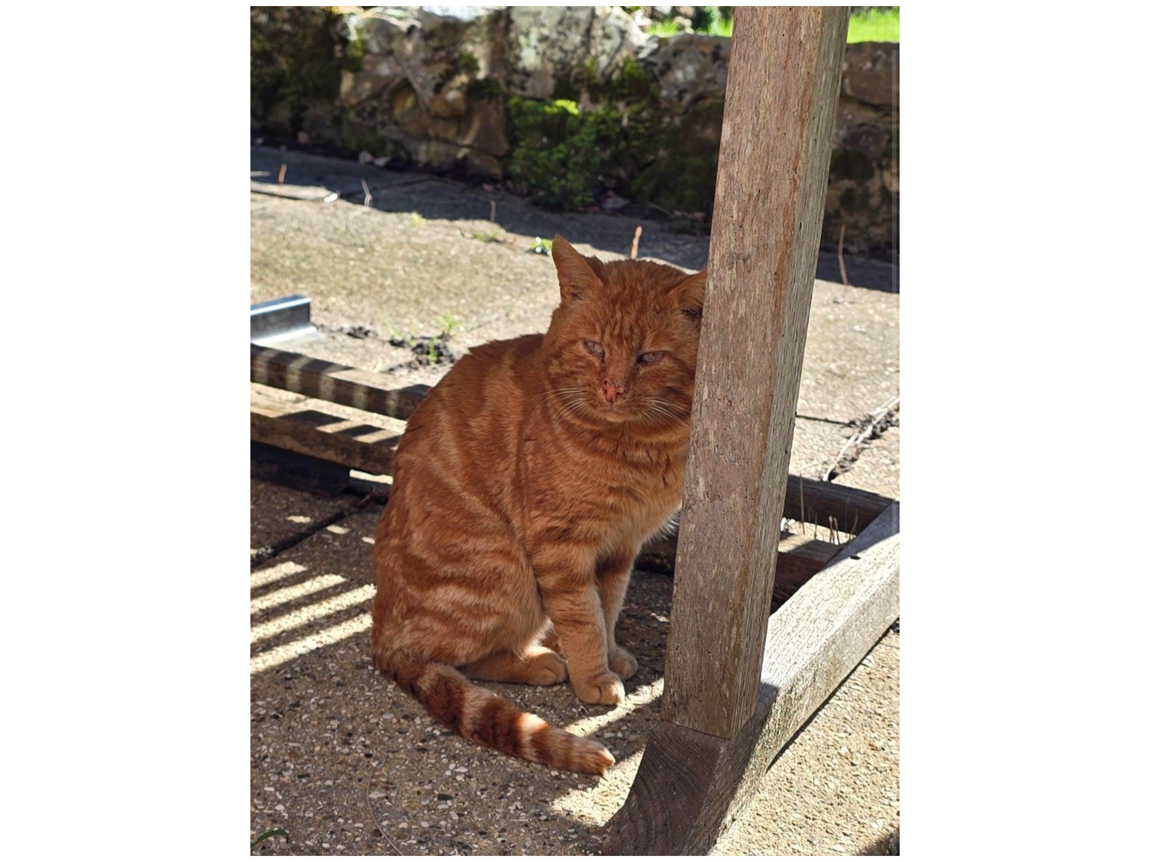 Ginger Male Cat