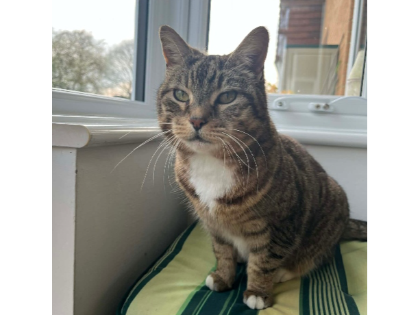 Found 2026.023 - Victory Court, off Beauchamp Avenue, Gosport