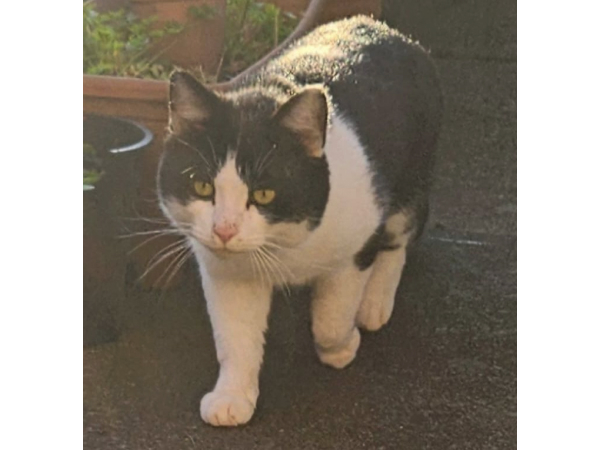 Found cat in Wallsend, NE28