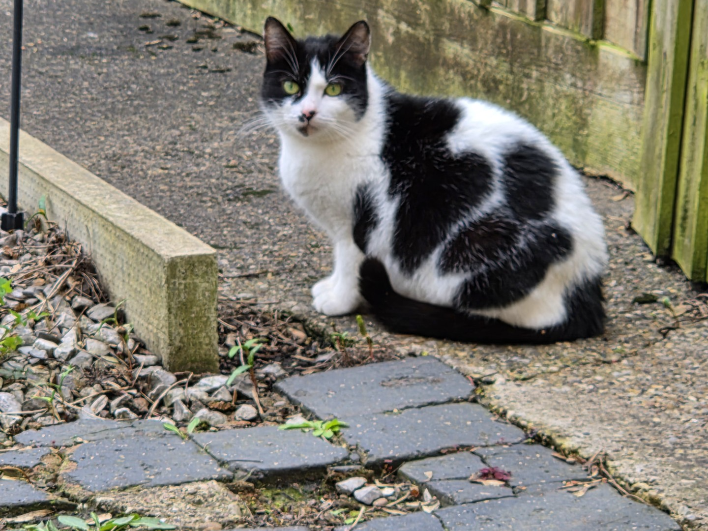 F403 - Black & white - DERBY