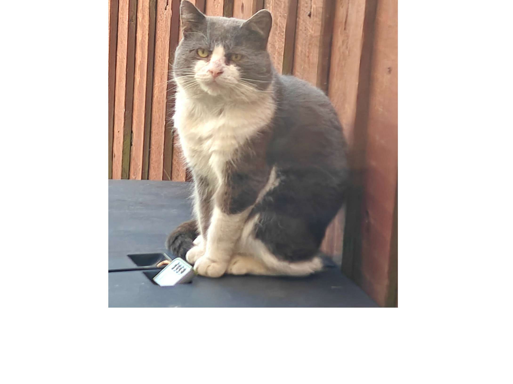 F404 - grey & white - DERBY