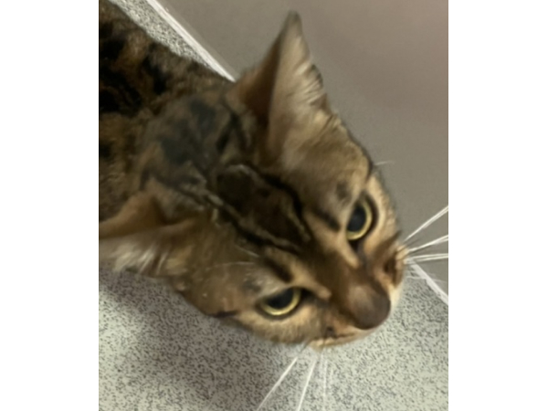 Found cat in Newburn, NE15