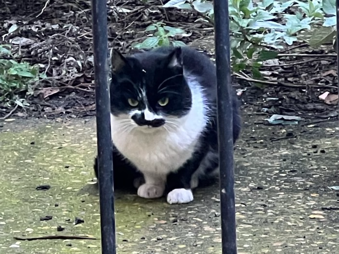 Tuxedo cat, city centre