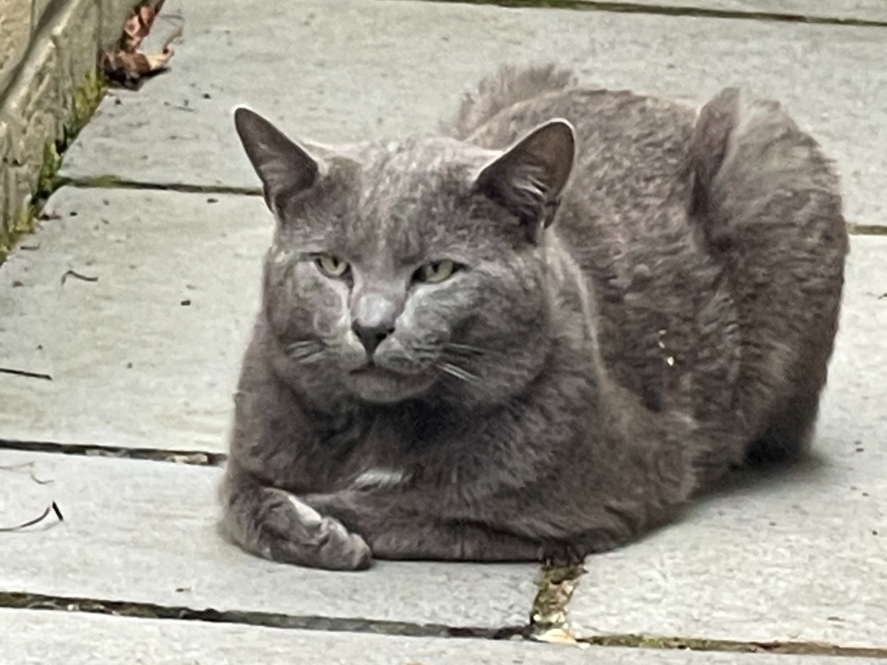 Grey cat, Impington