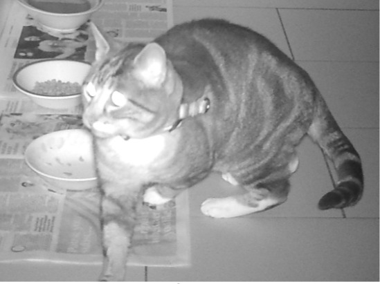 Mystery Cat in Metfield