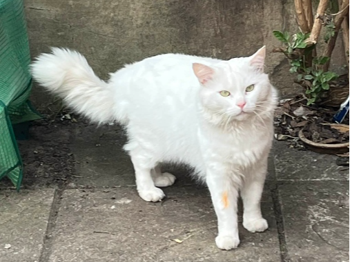 Found 2026.024 - Harcourt Road, off Whitworth Road, Gosport