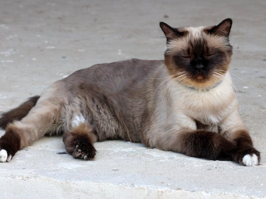 Burmese Cat - Beare Green