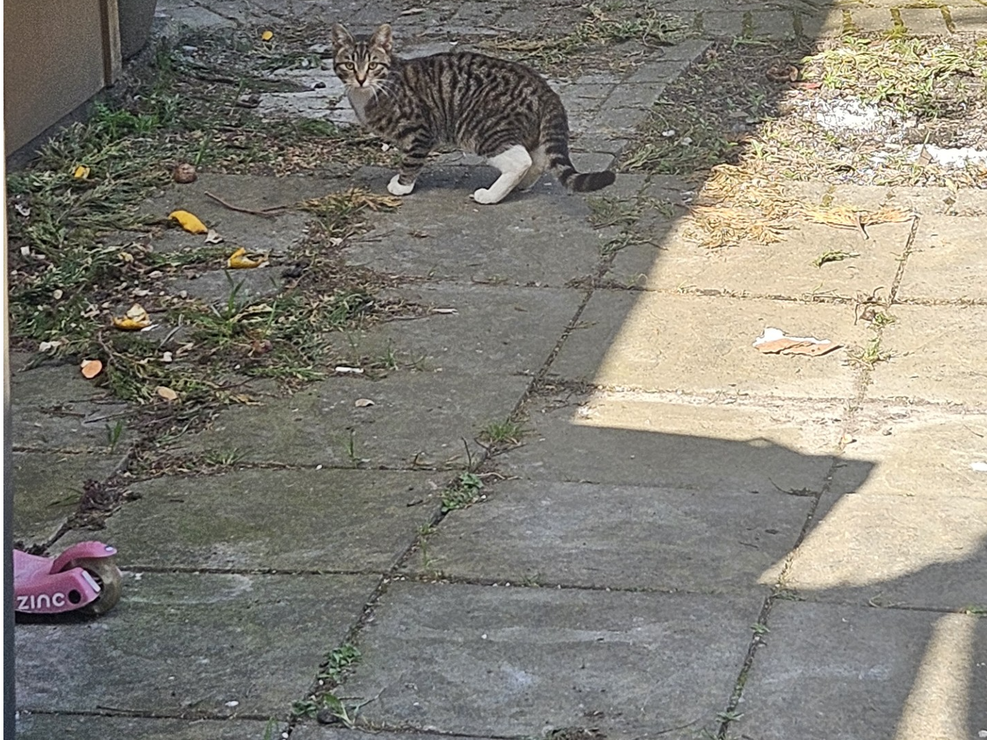 F406 - tabby & white - ALVASTON