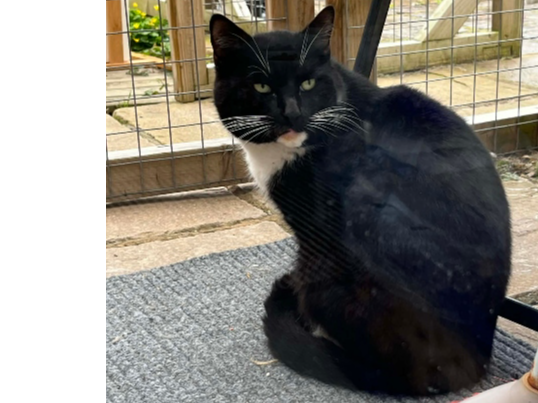 Found 2026.027 - Arundel Road, off Southcroft Road, Gosport