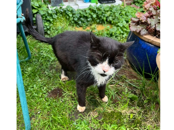 Found 2026.029 - Beryton Road, nr Graham Rd jct, Gosport