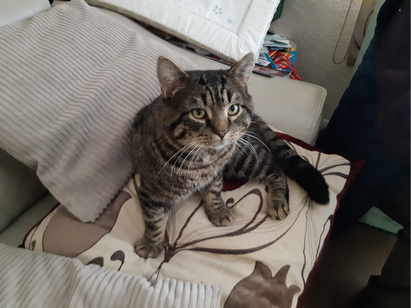 F407 - male tabby - LANGLEY MILL