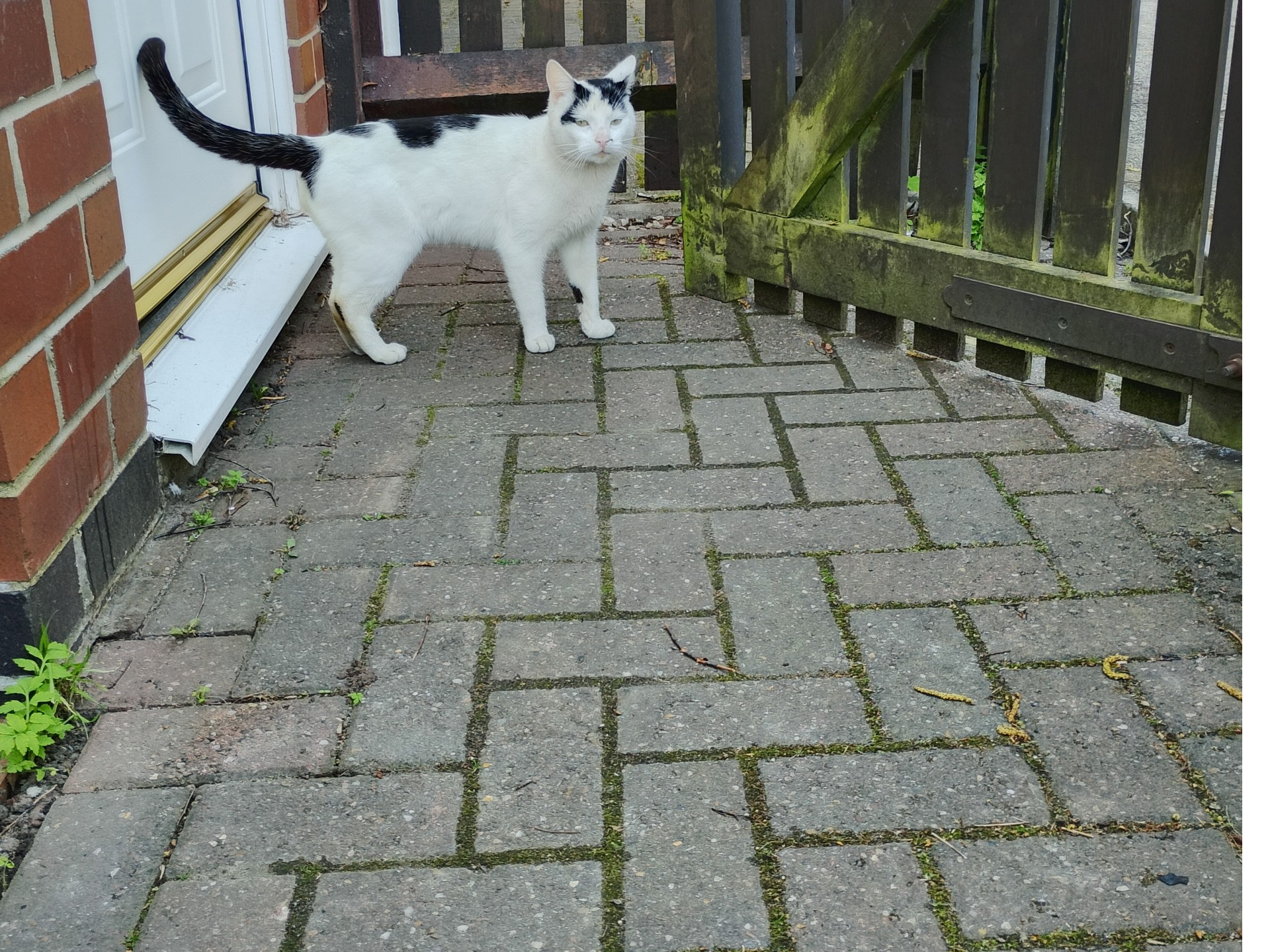 F408 - white & black male - ALLENTON