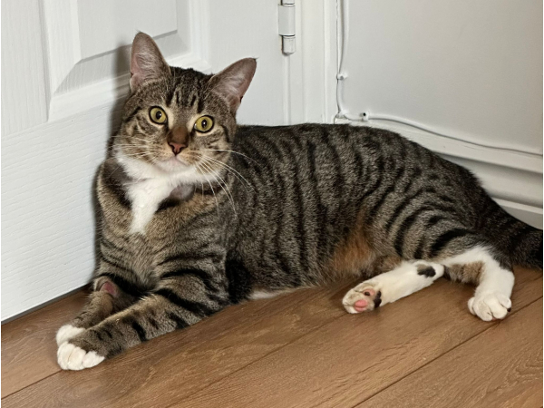 Found cat, South Beach area of Blyth