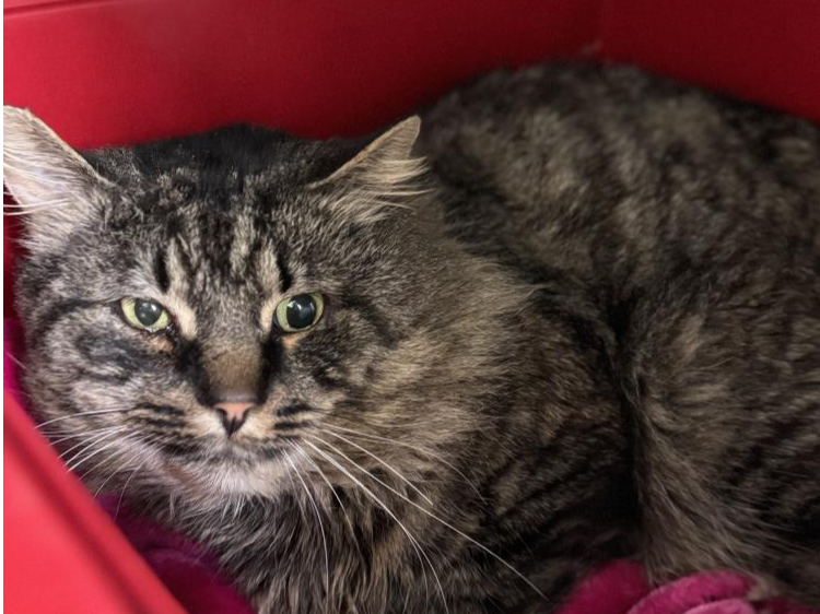 785845 Male Entire Unchipped Tabby