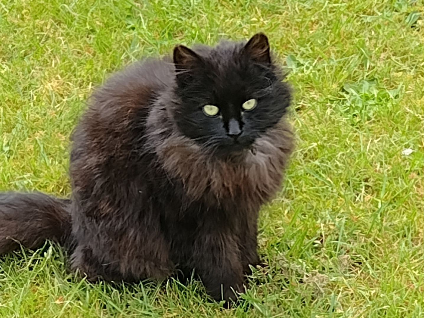 Long haired dark brown cat, Bassingbourn