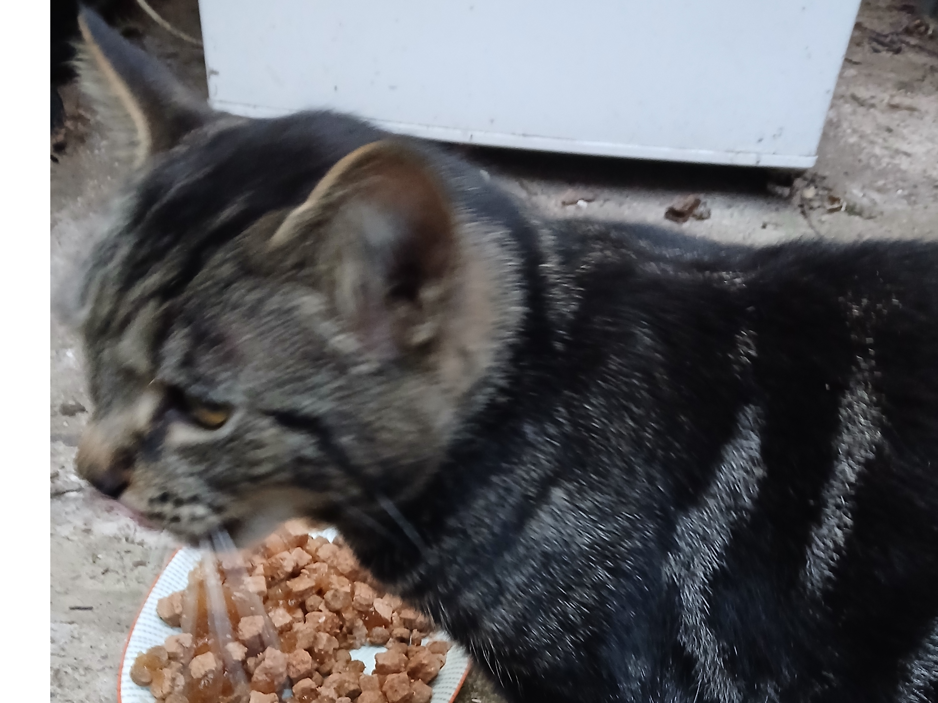 Dark Tabby Cat - Ewell