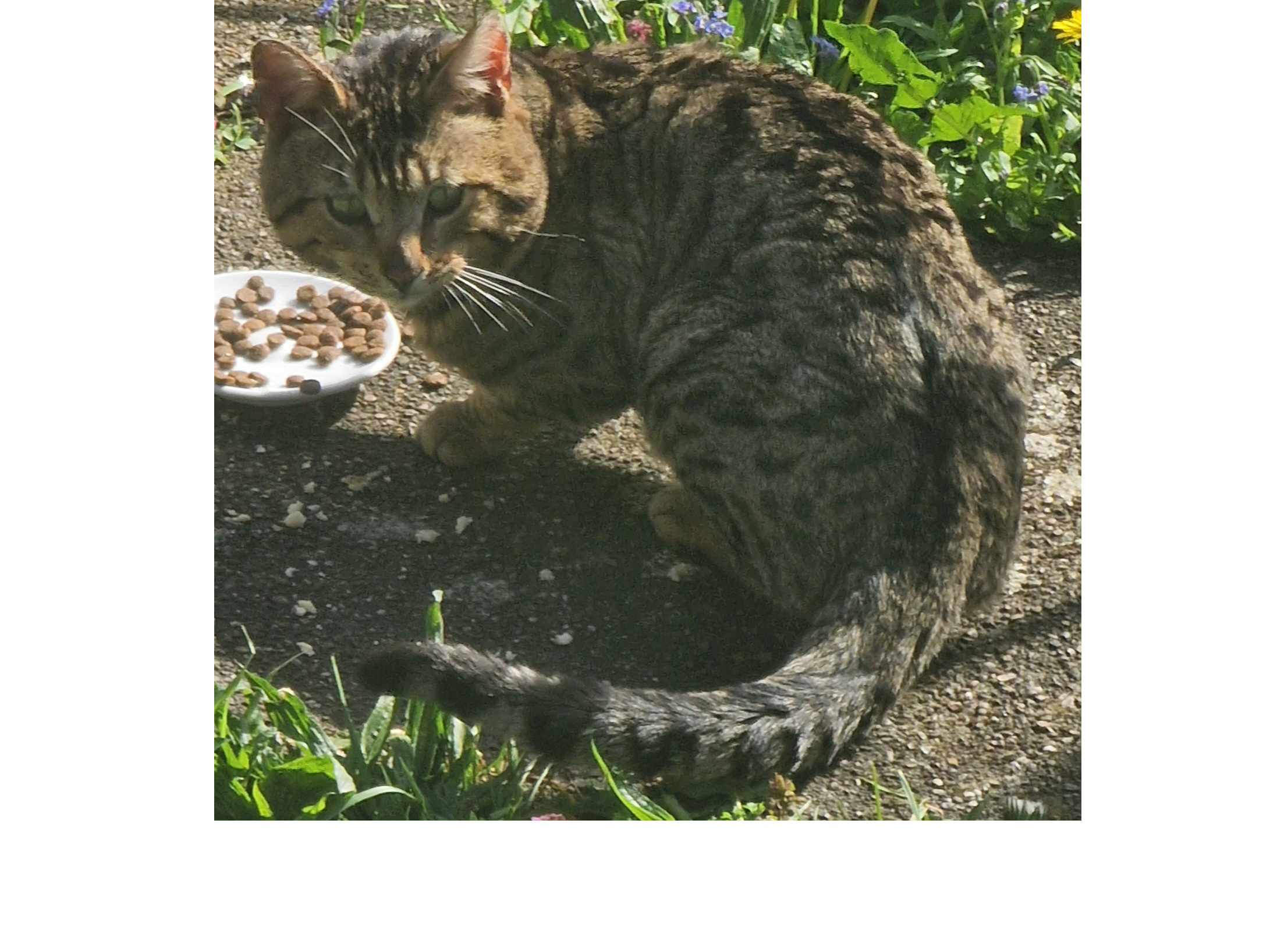 F410 - tabby male - CASTLE DONINGTON