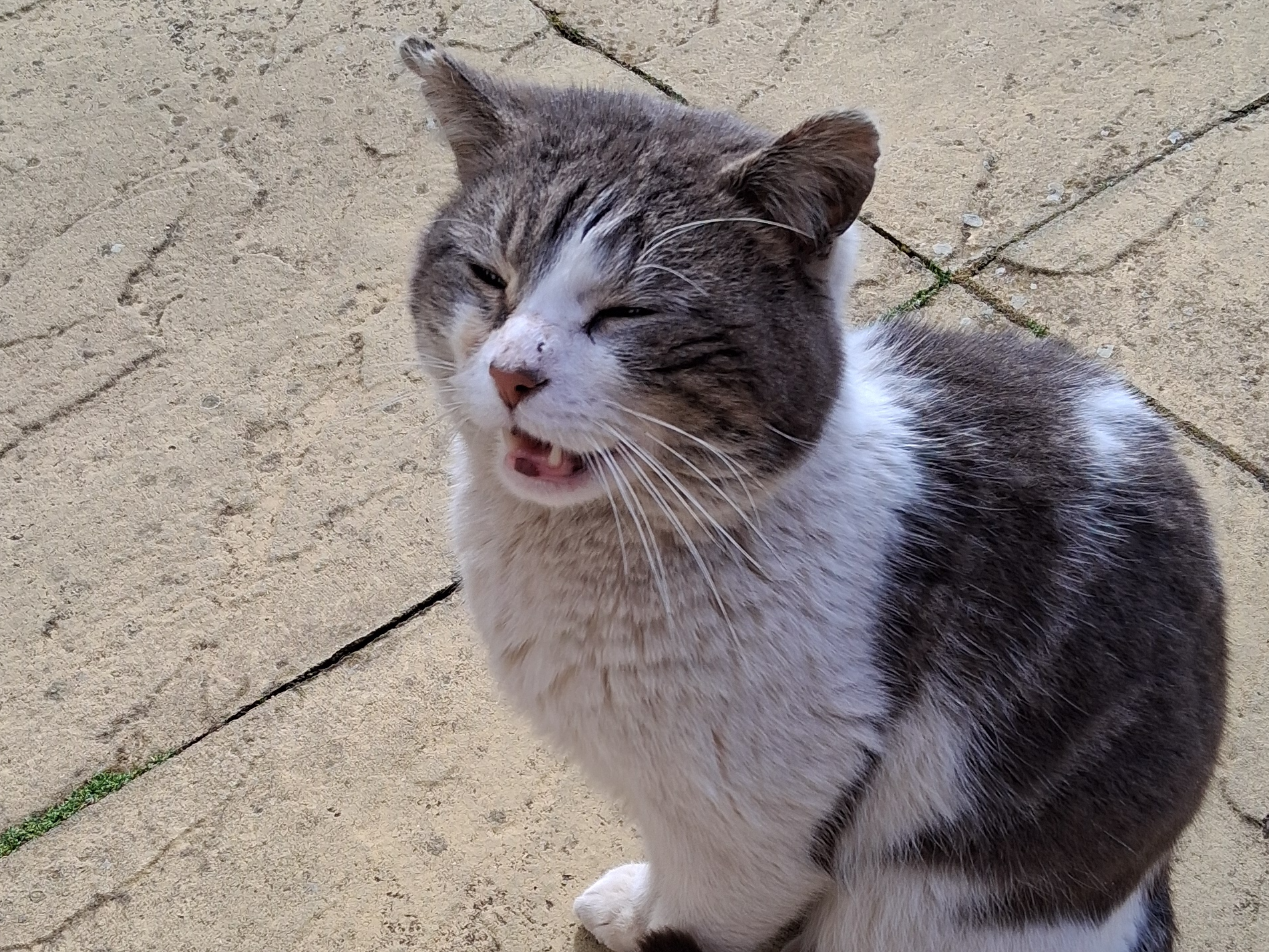 787778 Found in Manea