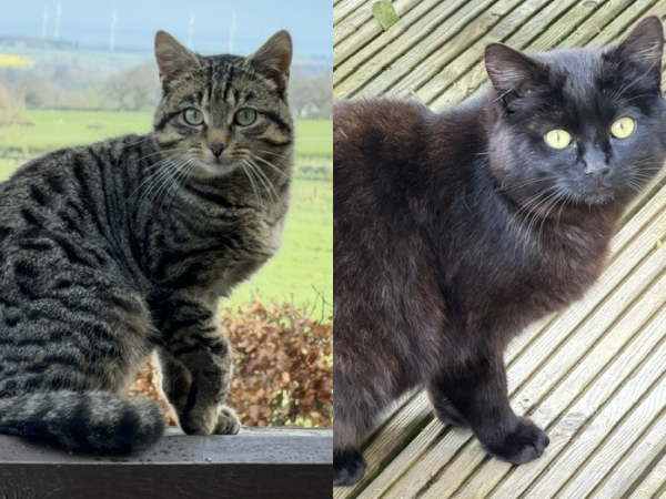 Found cats, Longframlington (NE65)