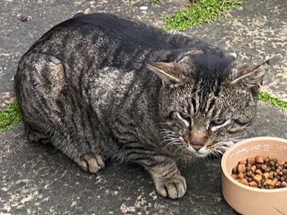 Tabby, Sawston