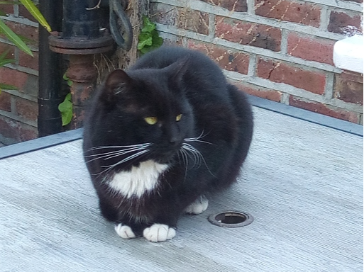 Found 2026.020 - Monckton Road, nr jct with Clayhall Road, Gosport