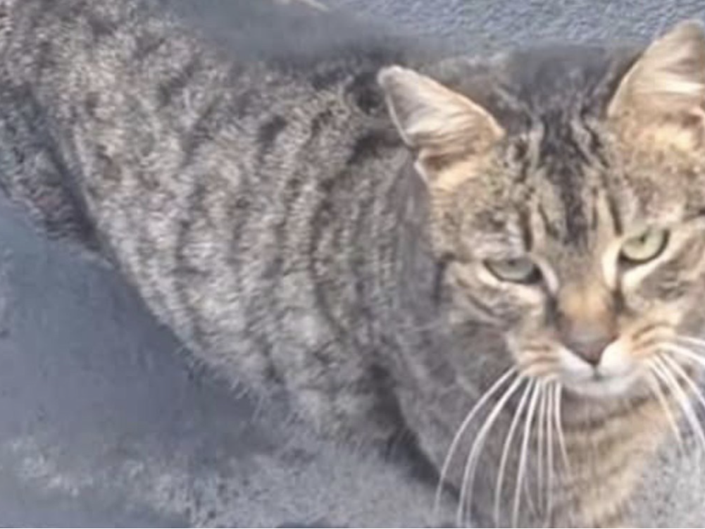 F411 - tabby - ALLESTREE