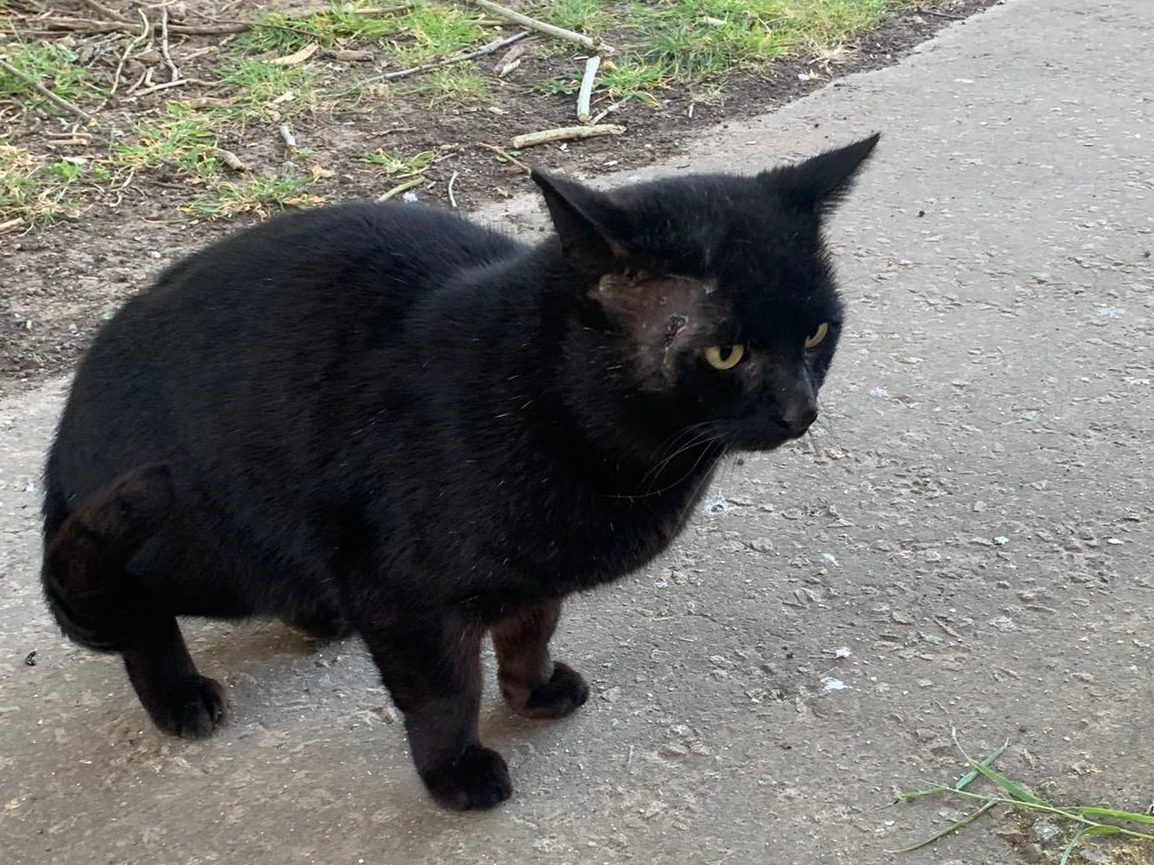 Found in Grey Sedge area, Kings Lynn
