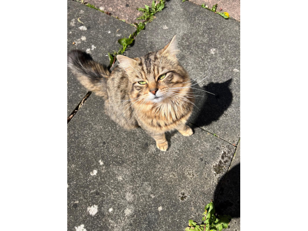 Found cat Ponteland North Road, NE20