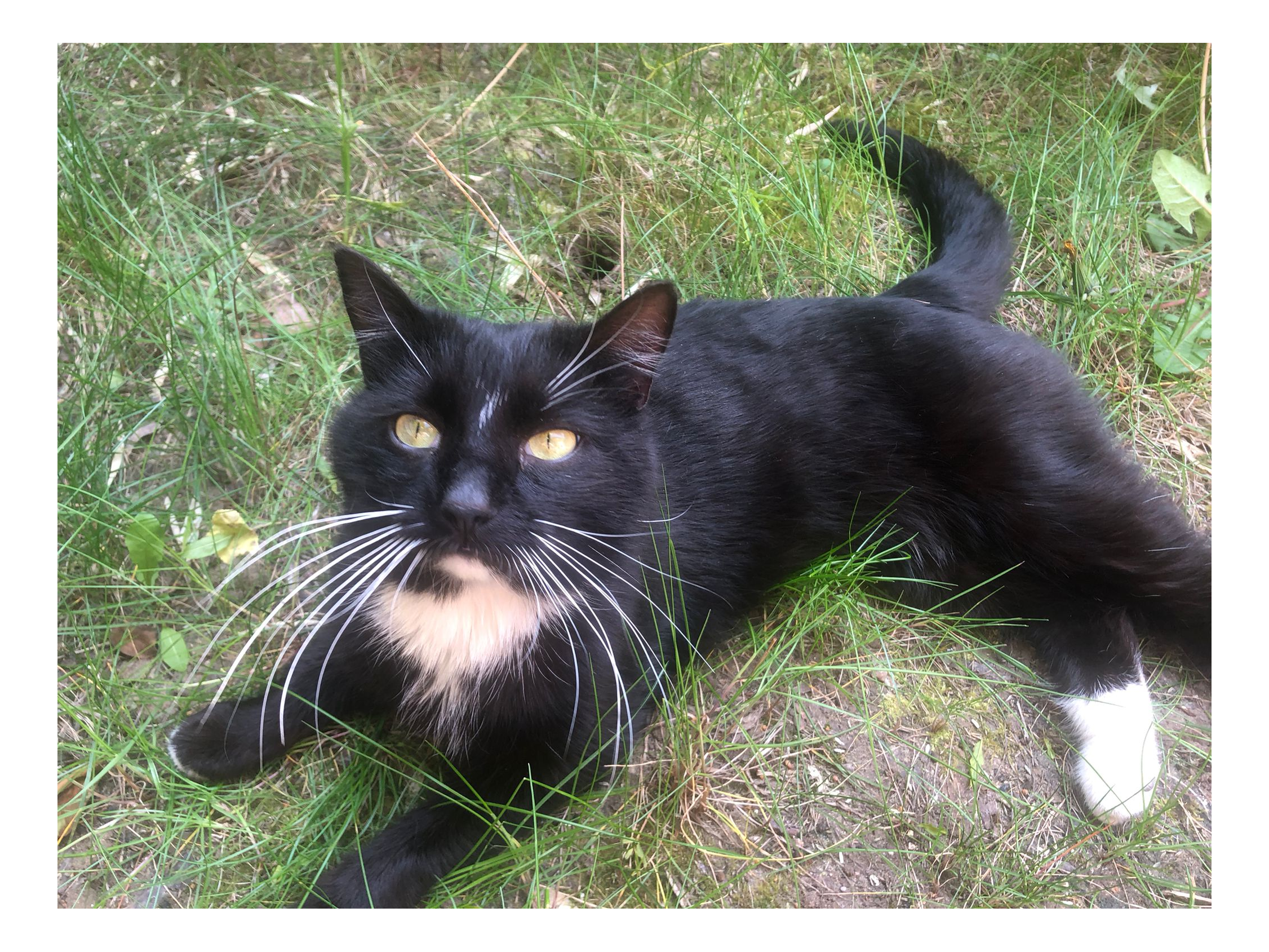 Black and White Male Cat