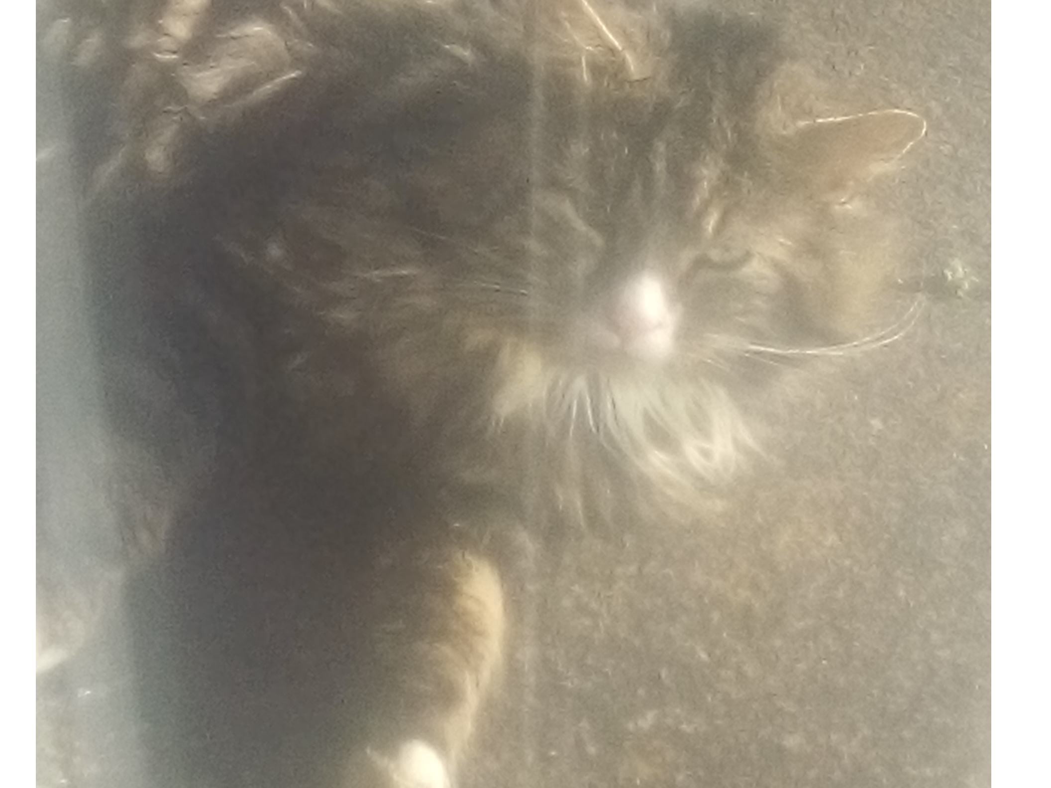 Long hair tabby & white, Sawston