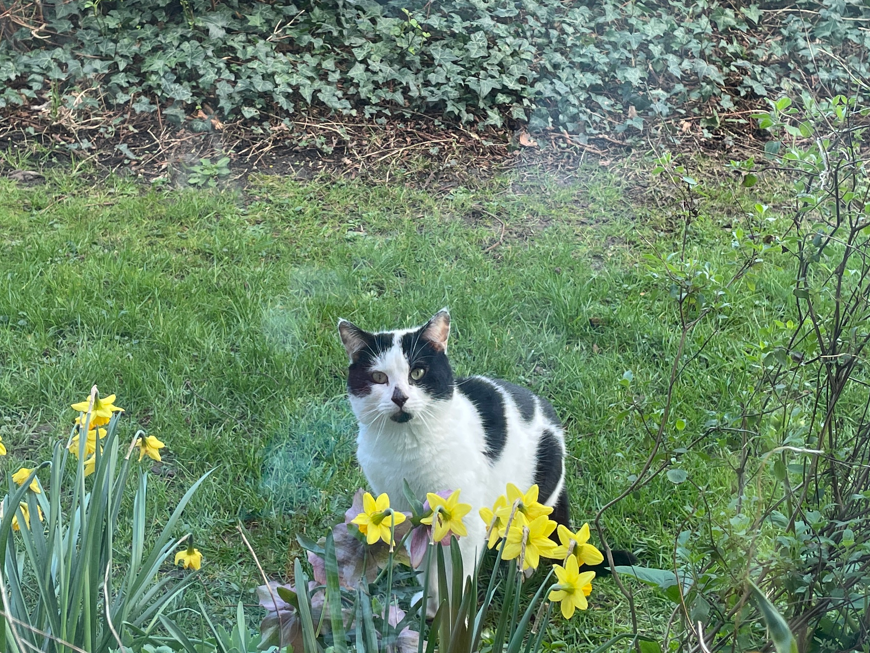 Black and White Cat