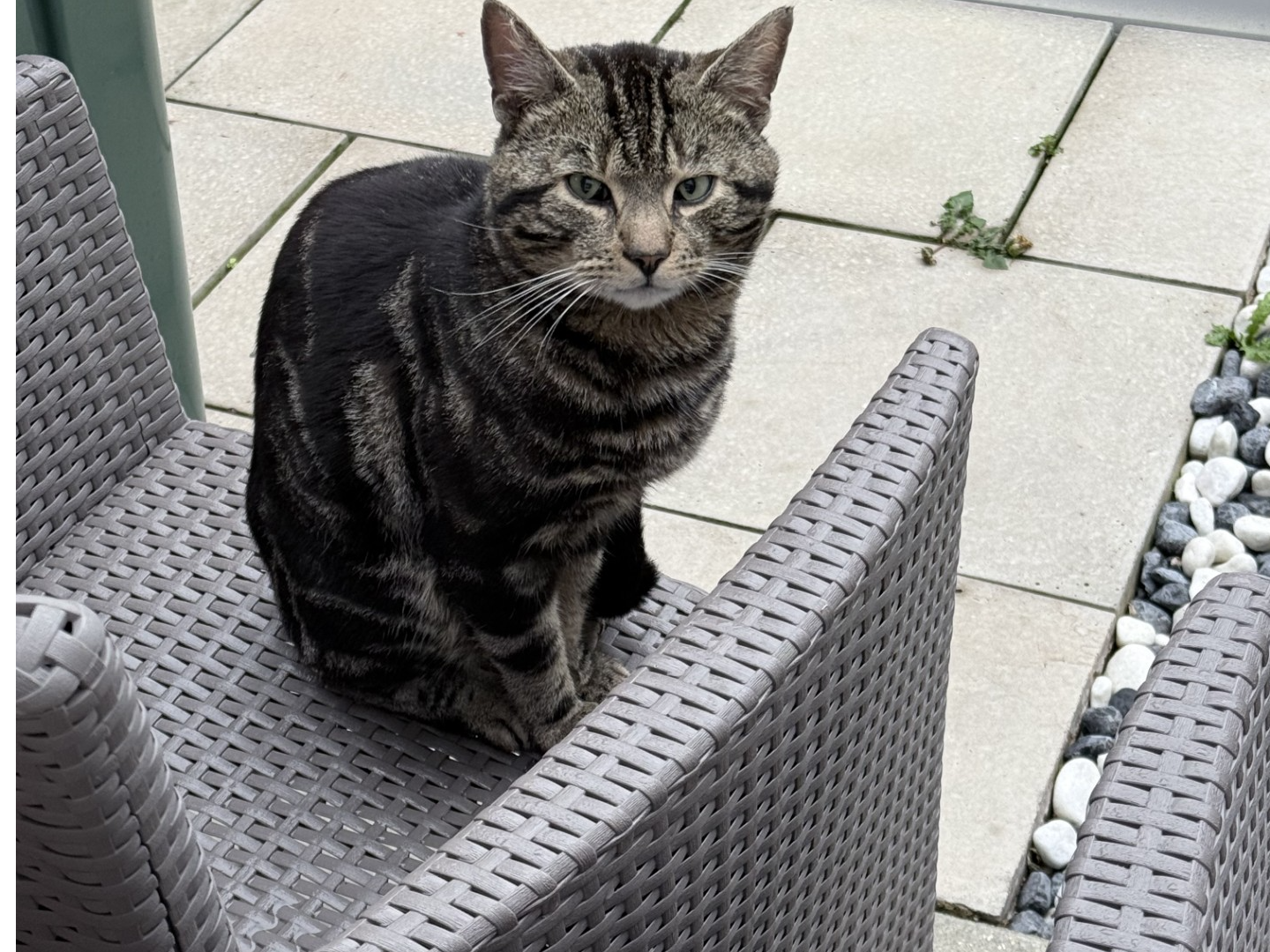 F413 - tabby - STENSON FIELDS