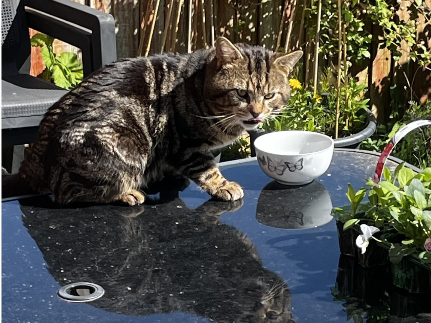 F414 - grey tabby male- SOUTH NORMANTON
