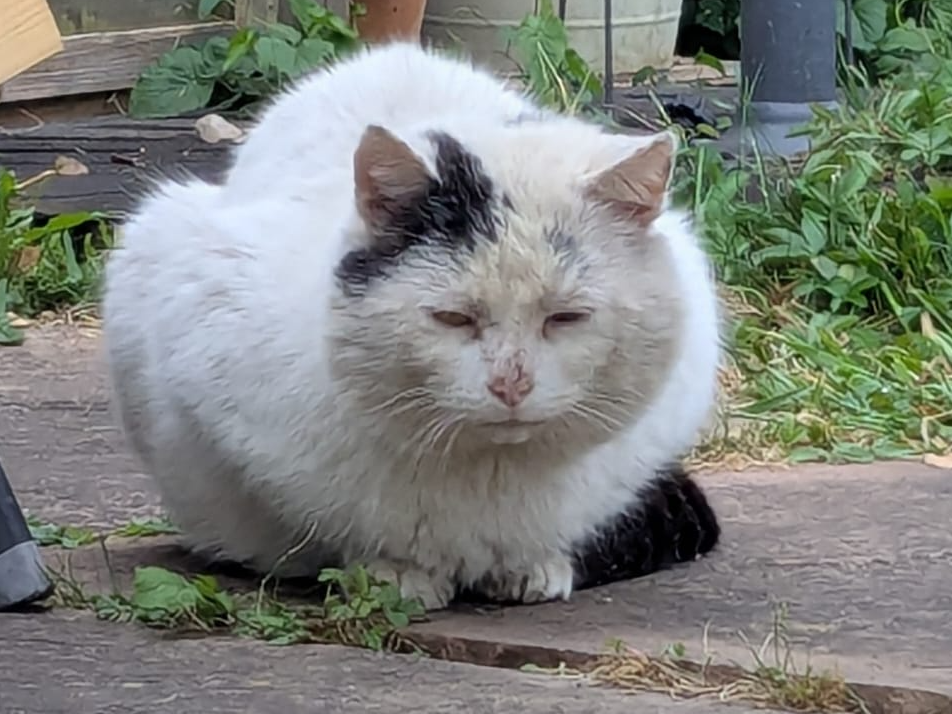 White cat, Harston