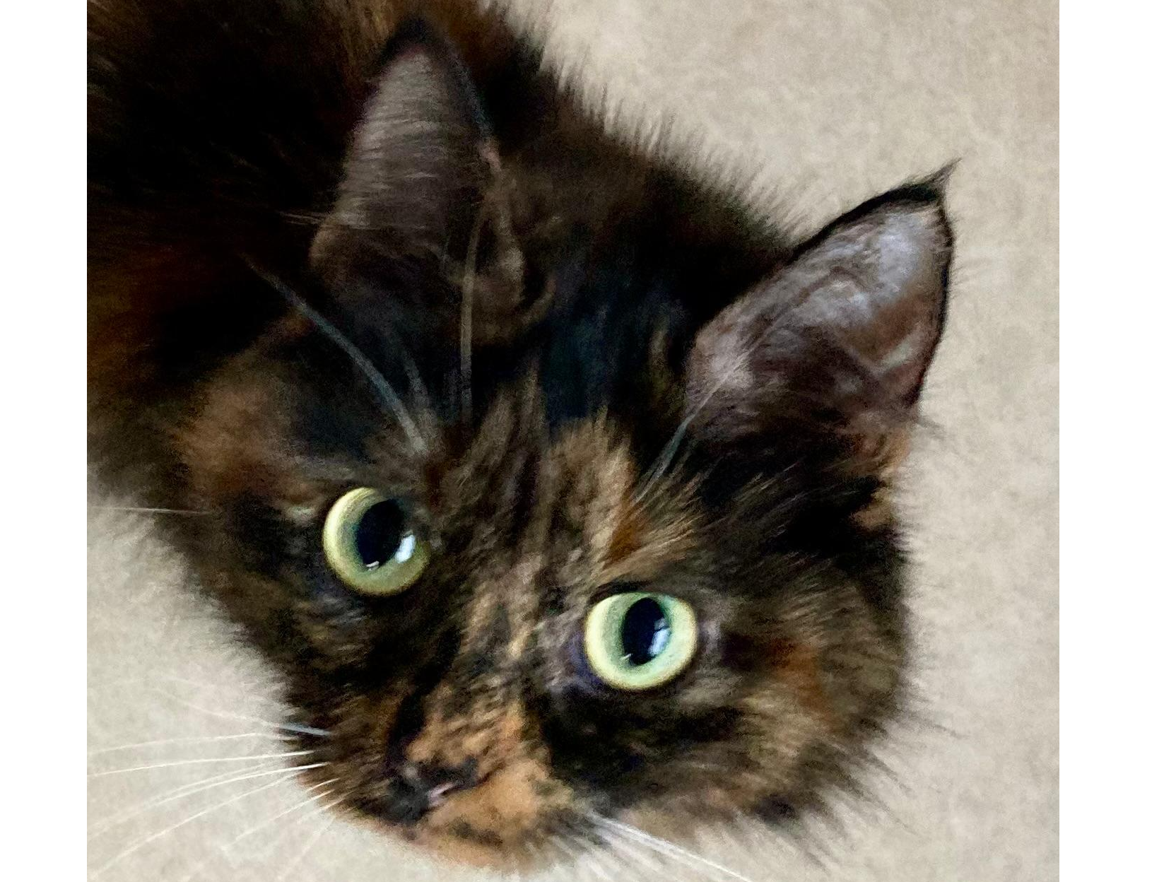 Sally