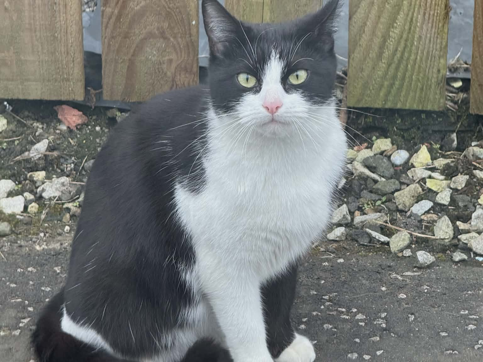 Stray