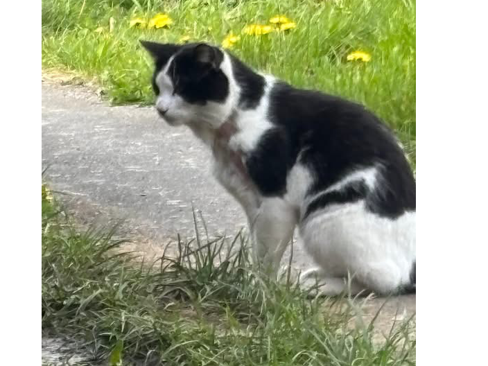 F418- black and white male - ALLENTON